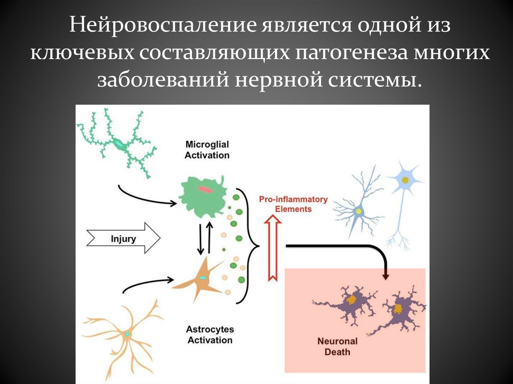 Патогенез нервных болезней