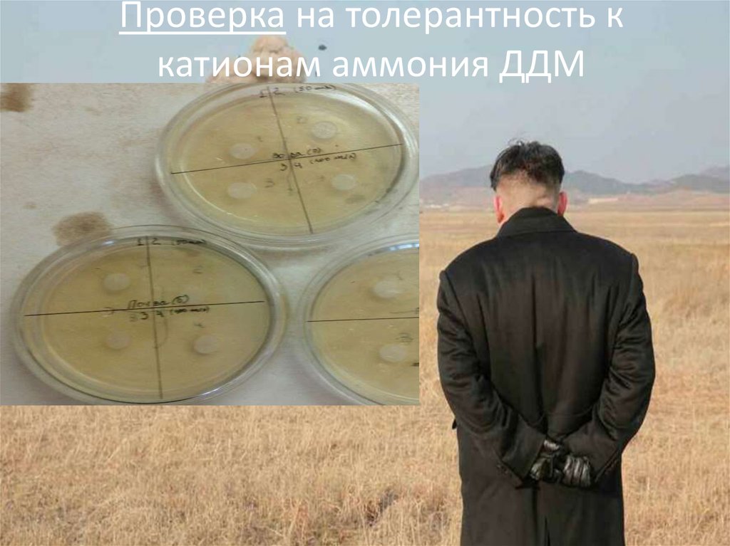 Проверка на толерантность к катионам аммония ДДМ