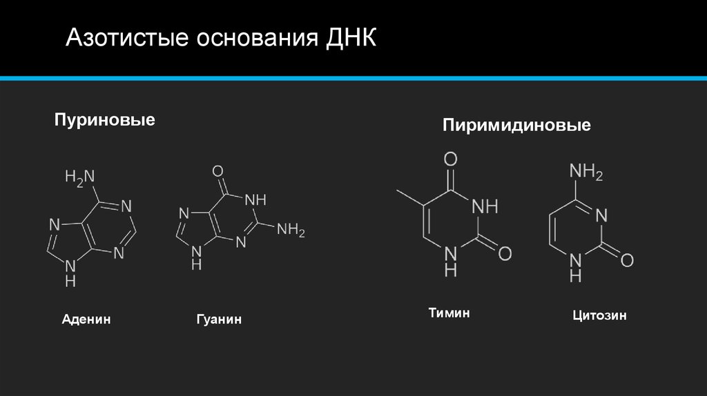 Азотистые основания нуклеиновых кислот