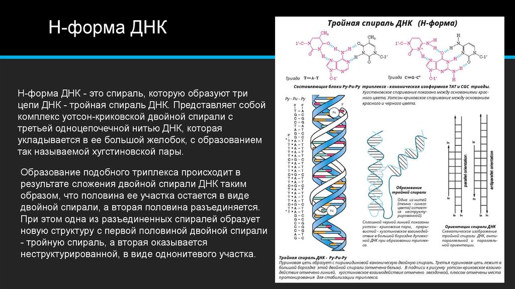 Характеристика структуры днк. Структура двойной спирали ДНК. Схема строения ДНК двойная спираль. Двойная спираль молекулы ДНК. B- И Z-формы структуры ДНК.