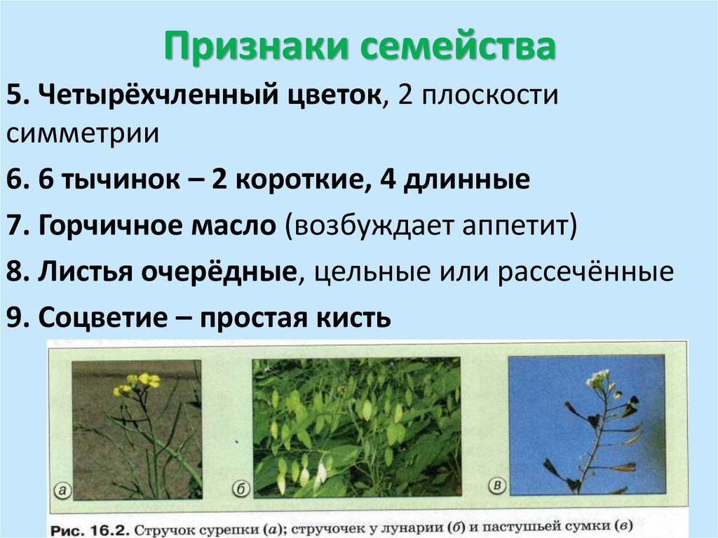 Семейство крестоцветные 7 класс