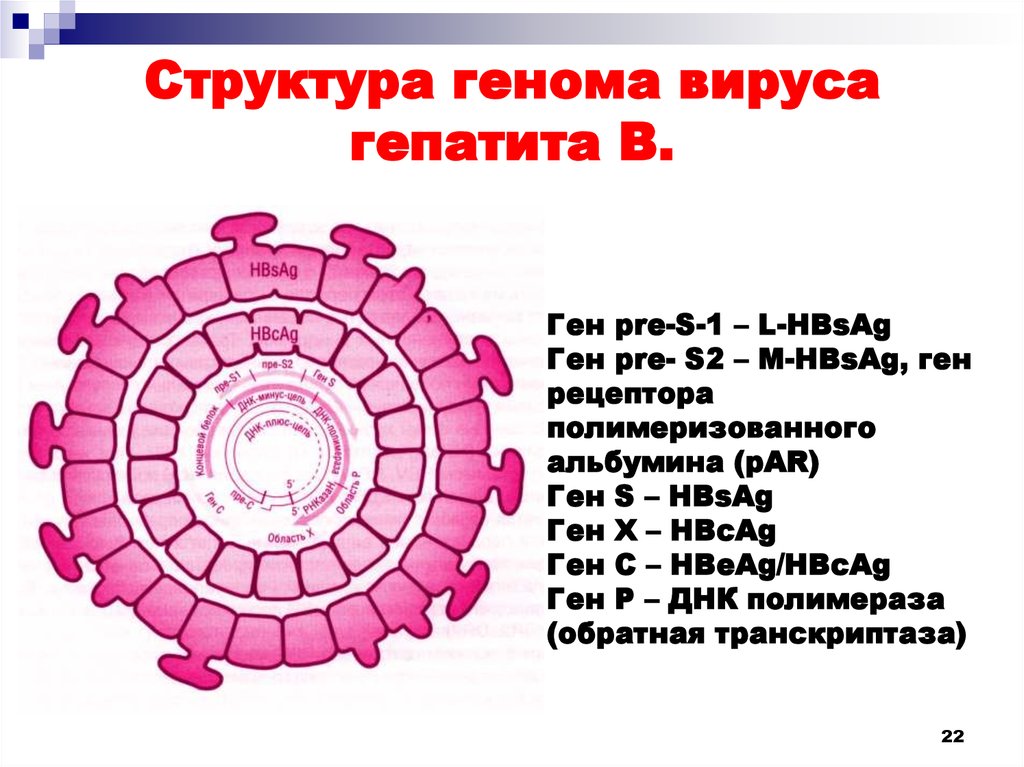 Карта гепатит. Структура вируса гепатита б. Гены вируса гепатита в. Структура генома вируса гепатита. Вирус гепатита а строение вируса.