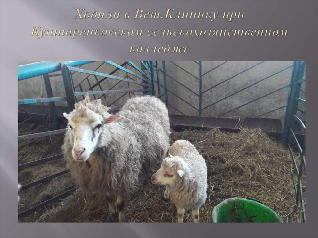 Ходили в Вет.Клинику при Кушнаренковском сельскохозяйственном колледже