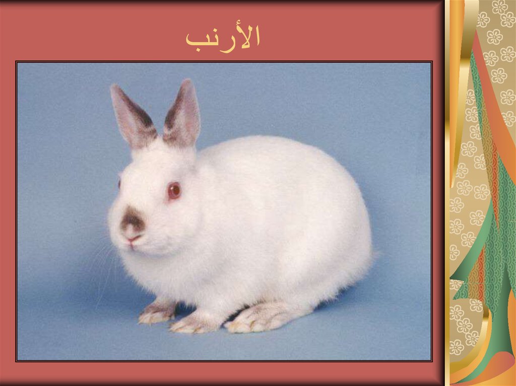 الأرنب