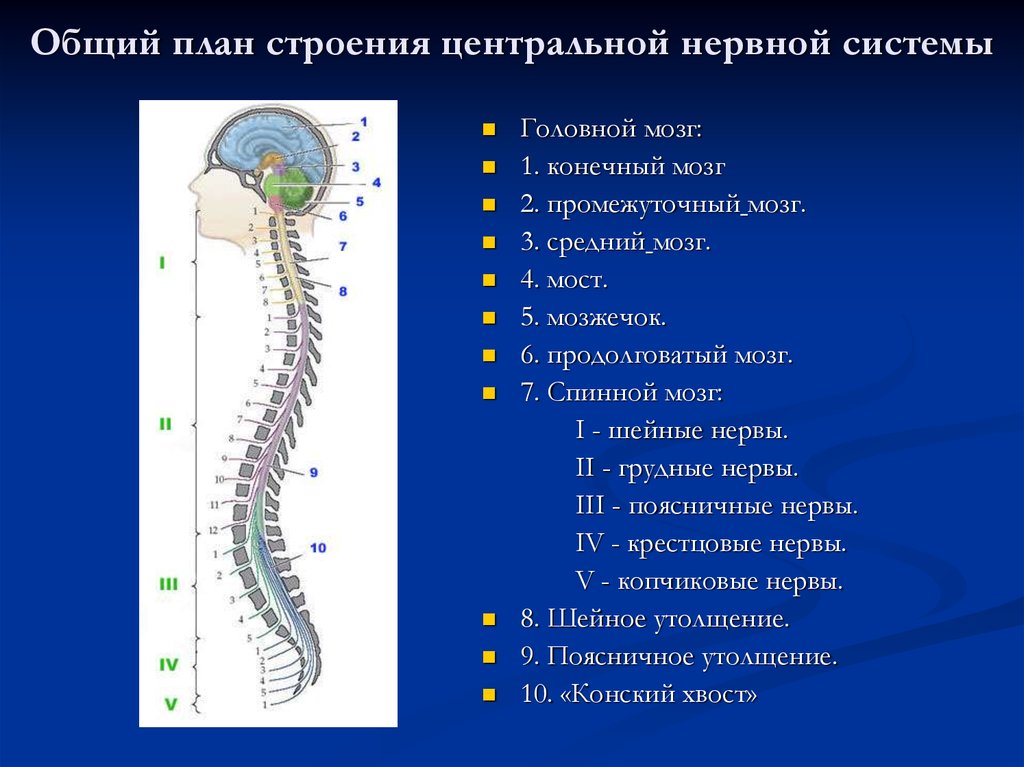 Центральный отдел нервной системы спинной мозг. Структуры центральной нервной системы. Строение центральной нервной системы. Структуры центральной нервной системы строение. Центральная нервная система (ЦНС): отделы, строение, функции..