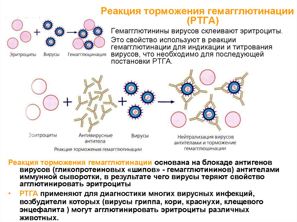 Гемагглютинация. Реакция задержки гемагглютинации микробиология. Реакция торможения гемагглютинации механизм. Реакция торможения гемагглютинации вирусов микробиология. Реакция торможения гемагглютинации компоненты.