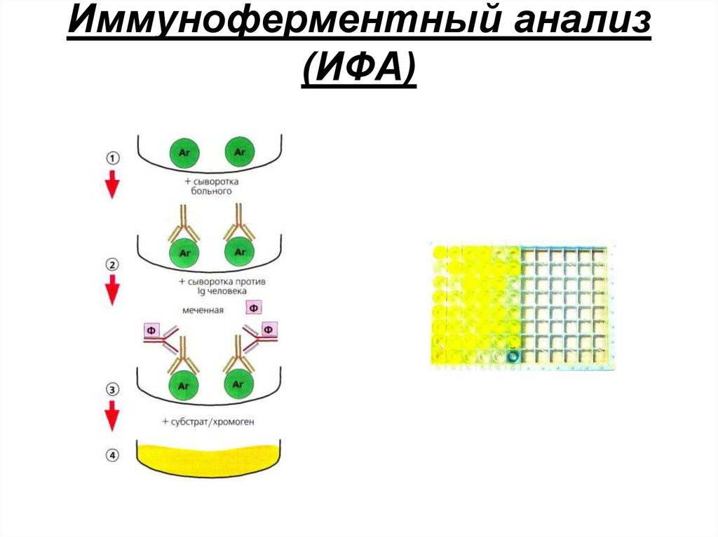 Схема ифа микробиология