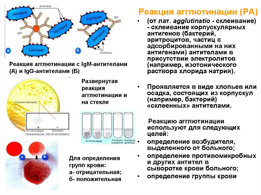 Реакции агглютинации презентация