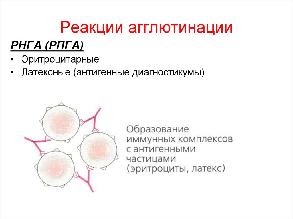 Рнга. Реакция латекс агглютинации схема. Реакция латекс агглютинации механизм. Реакция непрямой пассивной агглютинации. Схемы иммунологических реакций агглютинации.