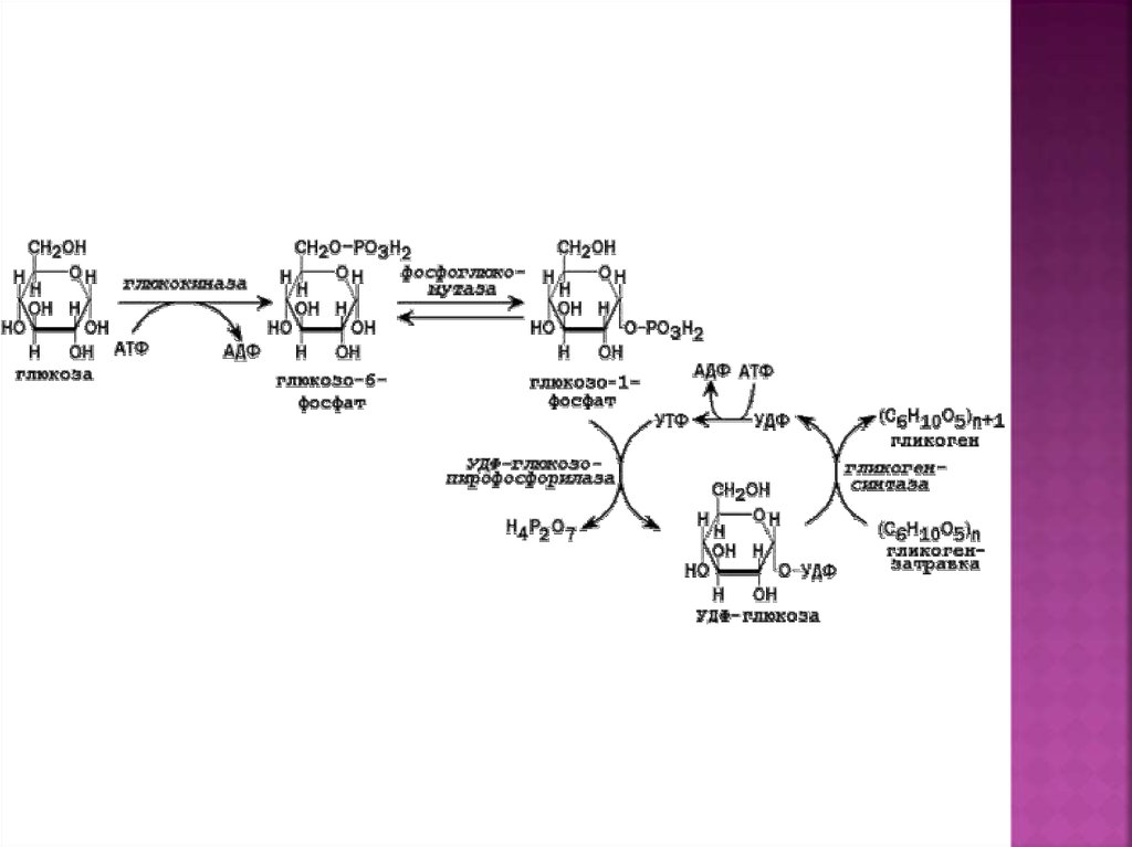 Синтез гликогена стимулирует гормон. Биосинтез гликогена из Глюкозы 8 класс. Схема гормональной регуляции распада гликогена. В синтезе гликогена из Глюкозы в печени участвуют. Синтез гликогена точками.
