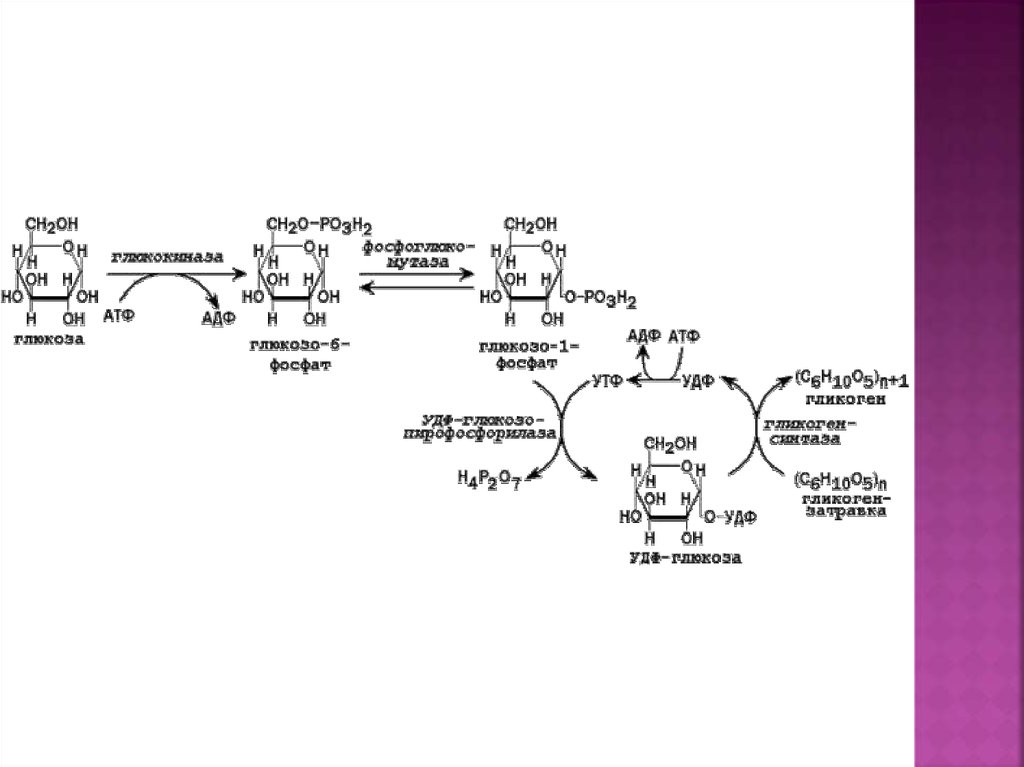 Ферменты превращения глюкозы в гликоген. Синтез и распад гликогена. Синтез гликогена биохимия. Схема Синтез и распад распад гликогена. Гормональная регуляция гликогена.