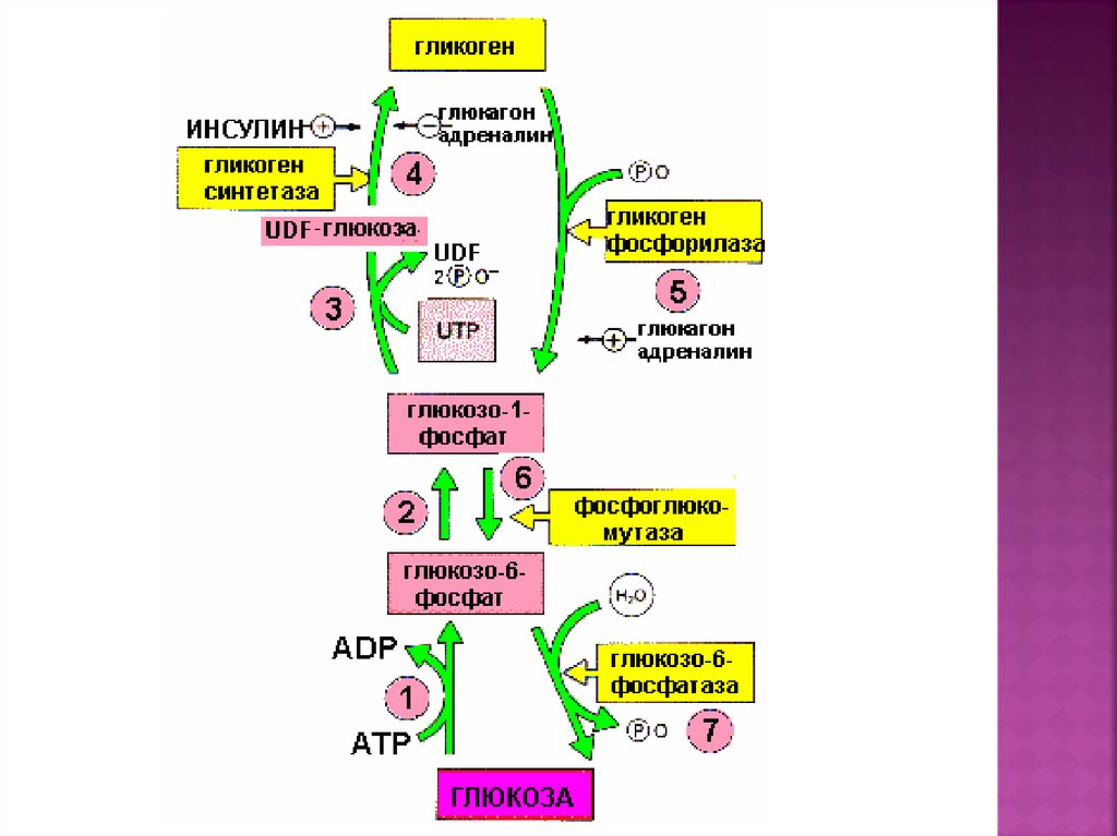 Схема мобилизация гликогена