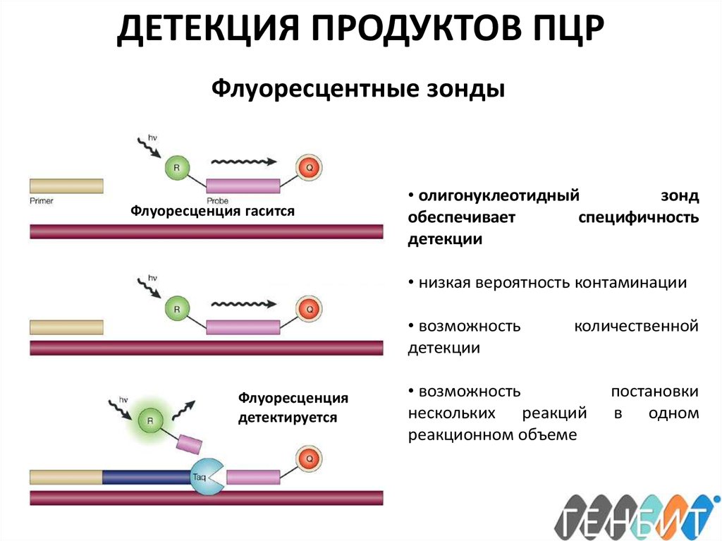 Пцр с детекцией в режиме реального времени. Флуоресцентные методы детекции ПЦР. Метод детекции результата ПЦР. Что такое детекция при ПЦР. Детекция продуктов амплификации в ПЦР.