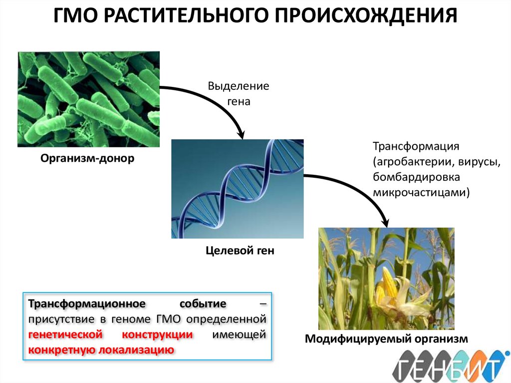 Наследственный материал растений. Генномодифицированные организмы. Методы генетической модификации. Генетически модифицированные растения. Генетическая инженерия микроорганизмов.