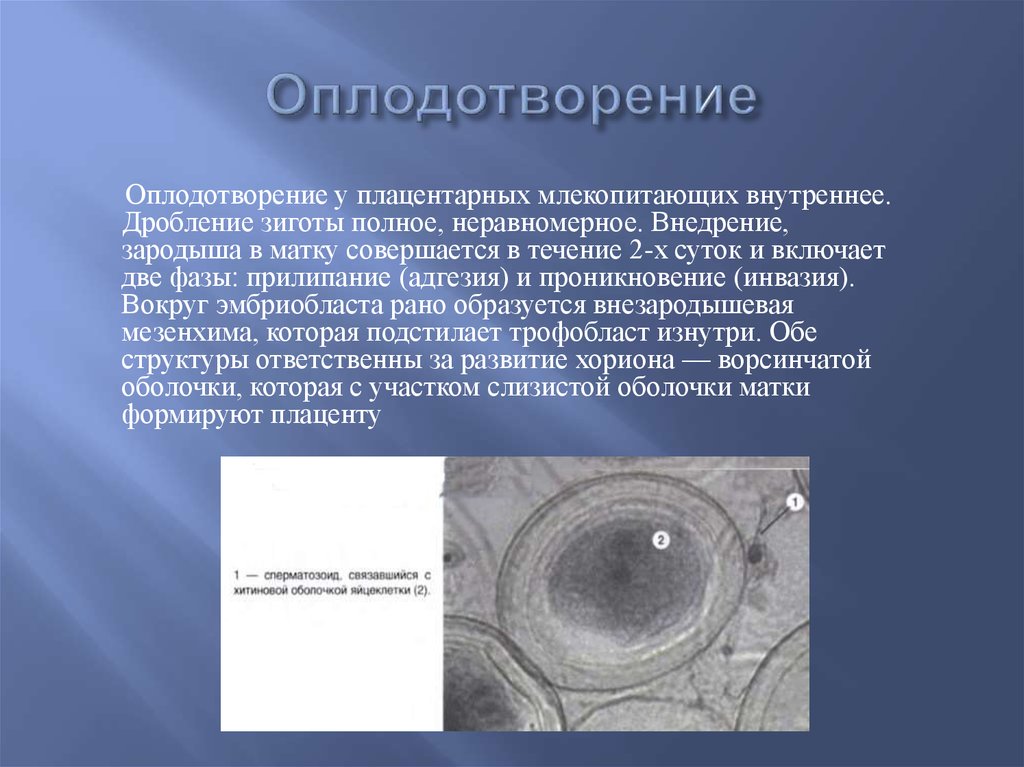 Признаки внутреннего оплодотворения. Оплодотворение. Оплодотворение у млекопитающих. Оплодотворение у млекопитающих происходит в. Внутреннее оплодотворение у млекопитающих.