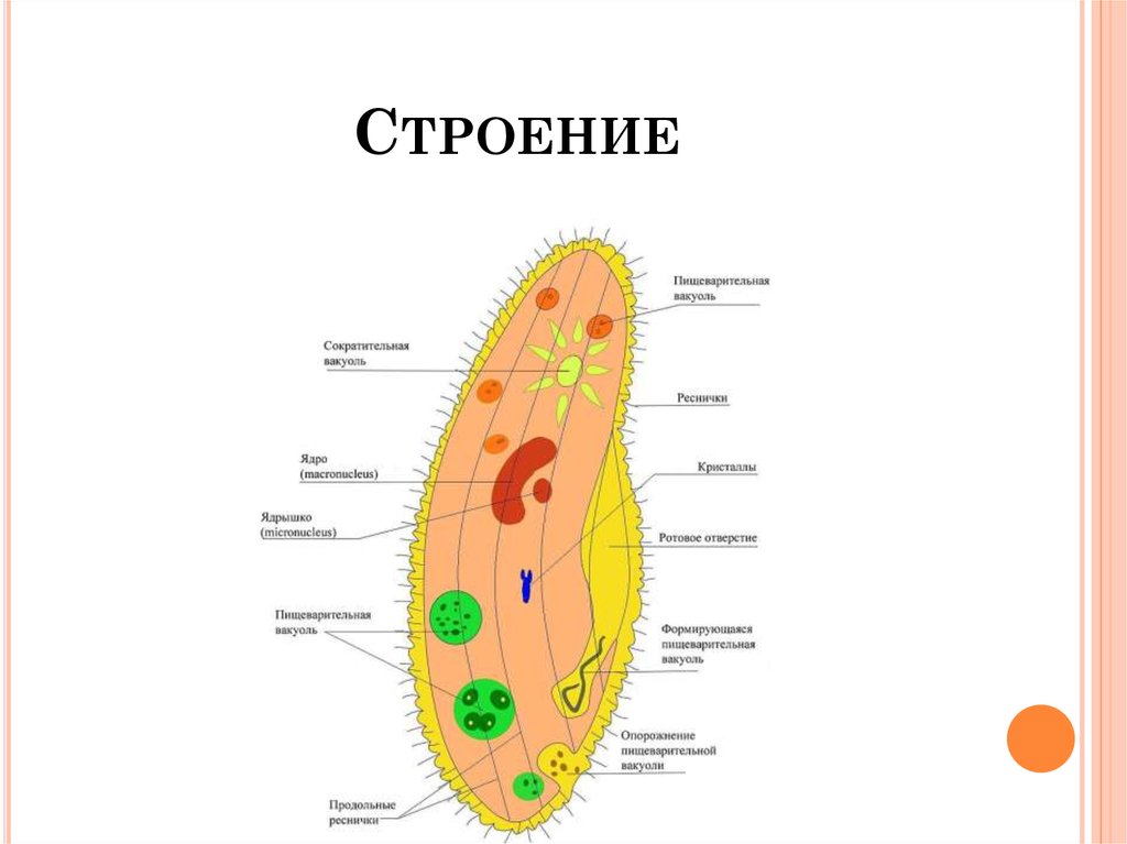 Обмен веществ инфузории туфельки