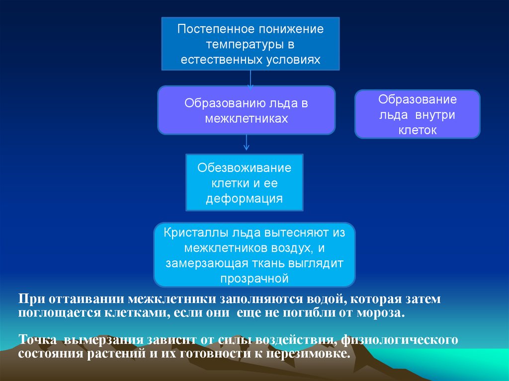 Постепенное понижение температуры. Условия образования льда. Механизмы предотвращающие образование льда внутри клеток. Постепенное снижение температуры. Обязательное условия образования внутриводного льда.