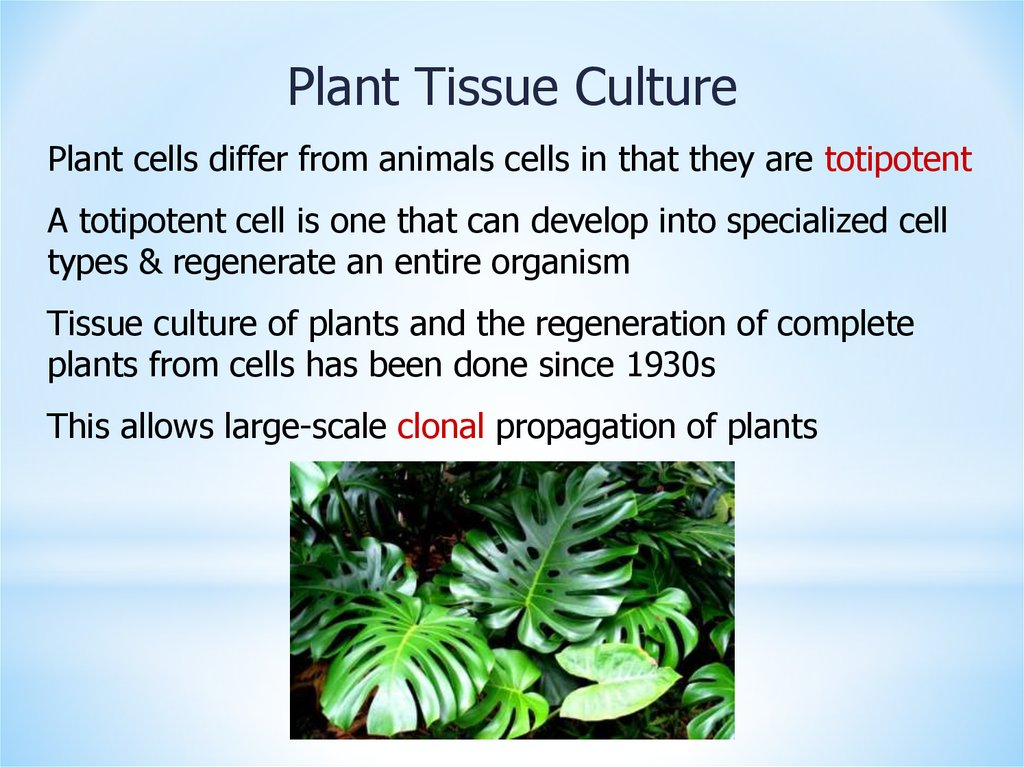 Plants. Plant Tissue Culture - презентация онлайн