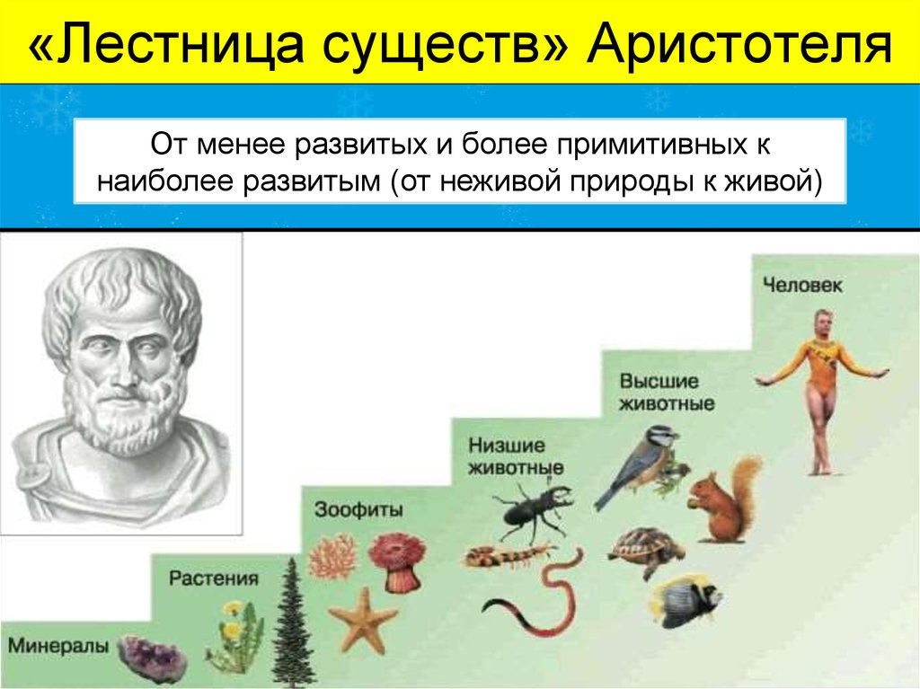 Прочитайте текст все живые существа. Лестница жизни биология Аристотель. Аристотель и его лестница существ. Лестница существ Аристотеля картинка. Систематика животных Аристотеля.