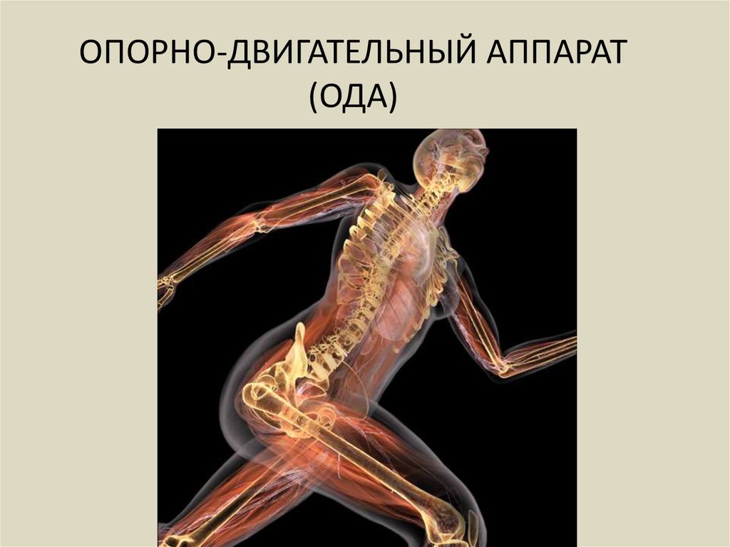 Опорно двигательная система презентация анатомия