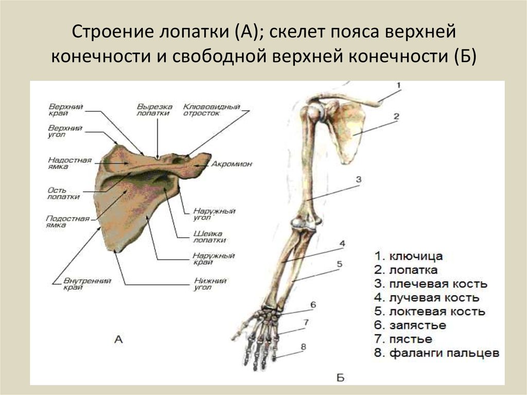 Лопатка кость человека на скелете. Скелет верхних конечностей человека анатомия лопатка. Строение костей пояса верхних конечностей. Кости плечевого пояса и свободной верхней конечности. Строение скелета верхней конечности анатомия.