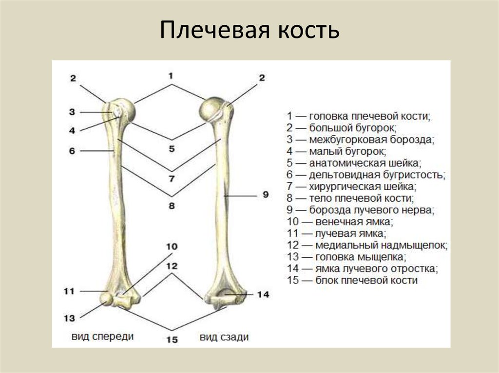 Какое строение имеют кости. Строение плечевой кости анатомия. Плечевая кость проксимальный эпифиз. Плечеваякомть анатомия. Строение плевевойкости анатомия.