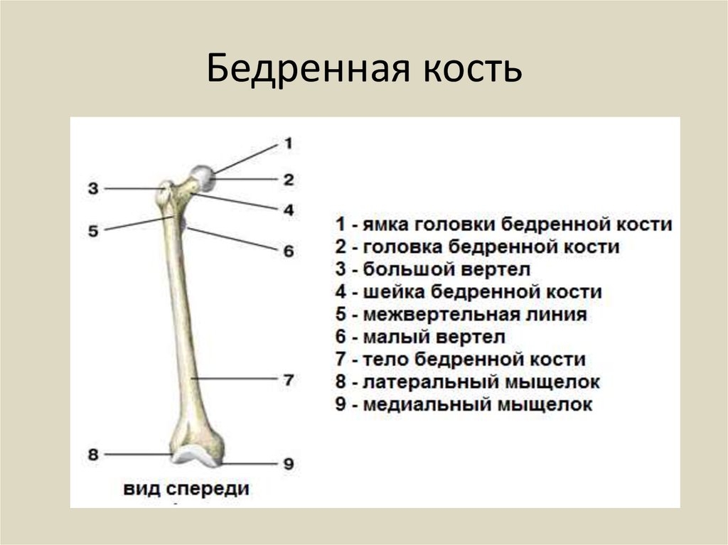 Какое строение имеют кости. Бедро строение анатомия кости. Строение бедренной кости человека анатомия. Дистальный эпифиз бедренной кости.