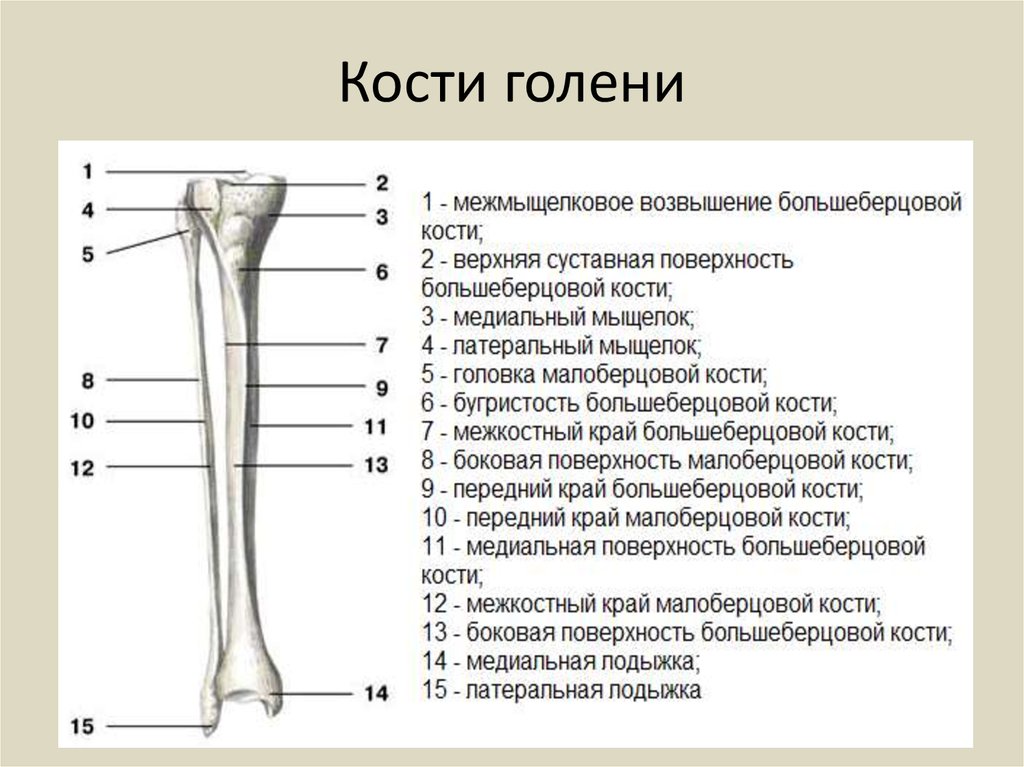 1 скелет голени. Малая берцовая кость анатомия атлас. Малая берцовая кость кость. Большая берцовая кость анатомия. Большая берцовая и малая берцовая кости анатомия.