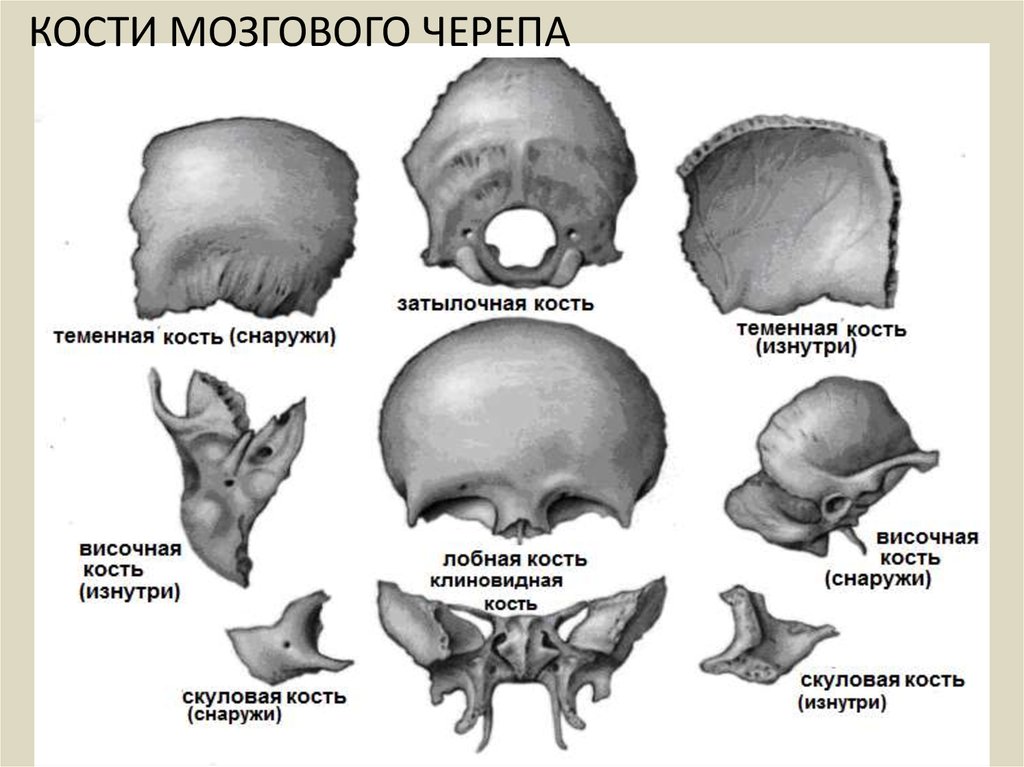 Кости черепа каждая кость. Кости мозгового отдела черепа. Кости мозгового отдела черепа строение. Кости мозгового отдела черепа таблица. Теменная кость строение.