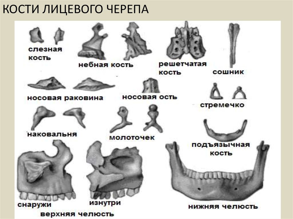 Парные кости лицевого. Мелкие кости лицевого черепа анатомия. Кости лицевого отдела черепа анатомия. Парные кости лицевого отдела черепа. Перечислите кости лицевого отдела черепа.