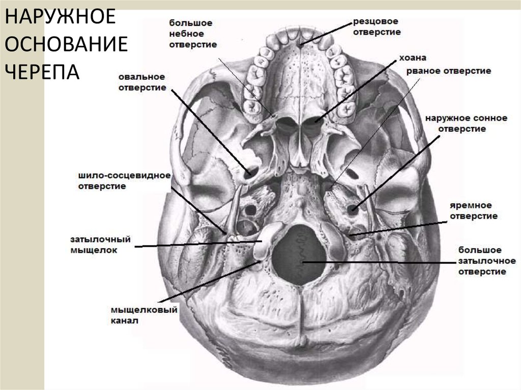 Наружные внутренние поверхности. Наружное основание черепа яремное отверстие. Наружное основание черепа анатомия латынь. Наружное основание черепа (basis cranii externa). Мыщелки основания черепа.