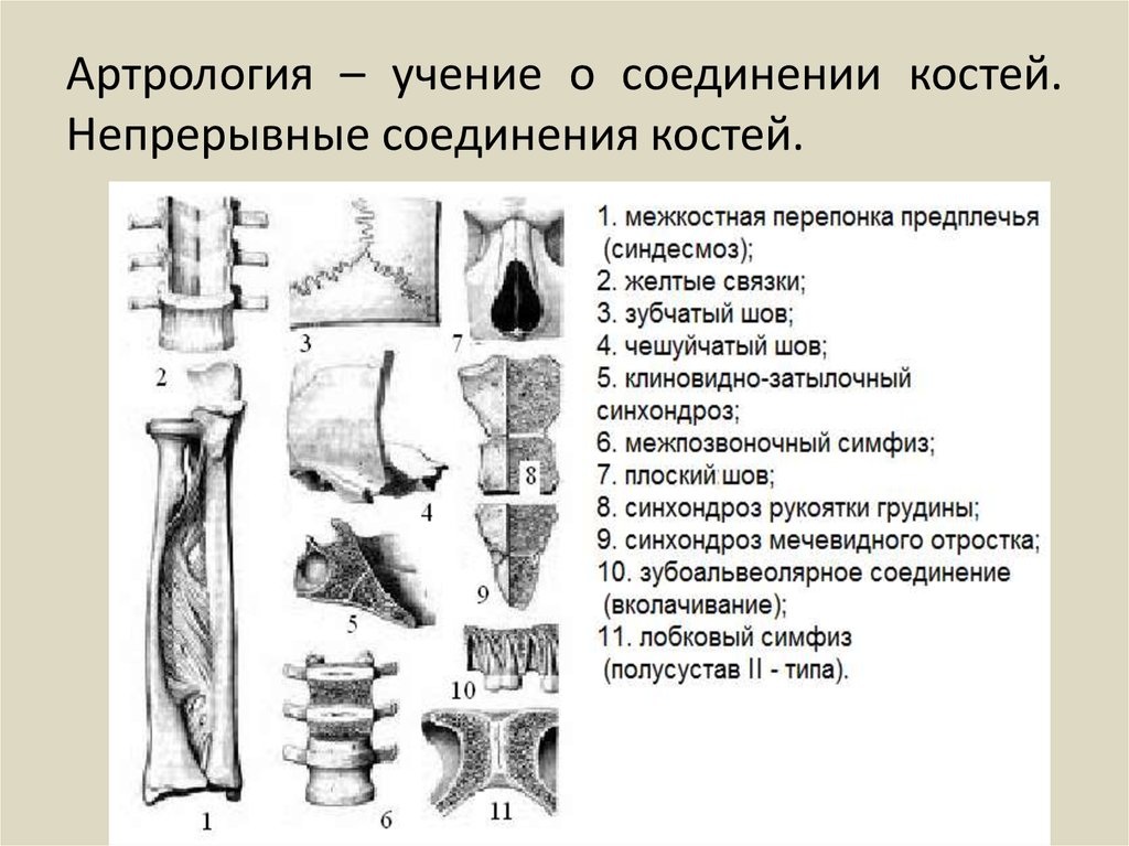 Артрология анатомия презентация