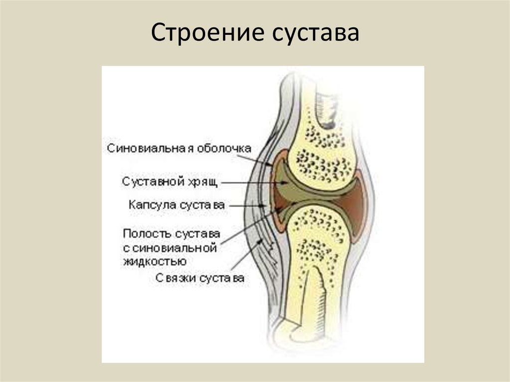 Строение сустава человека рисунок