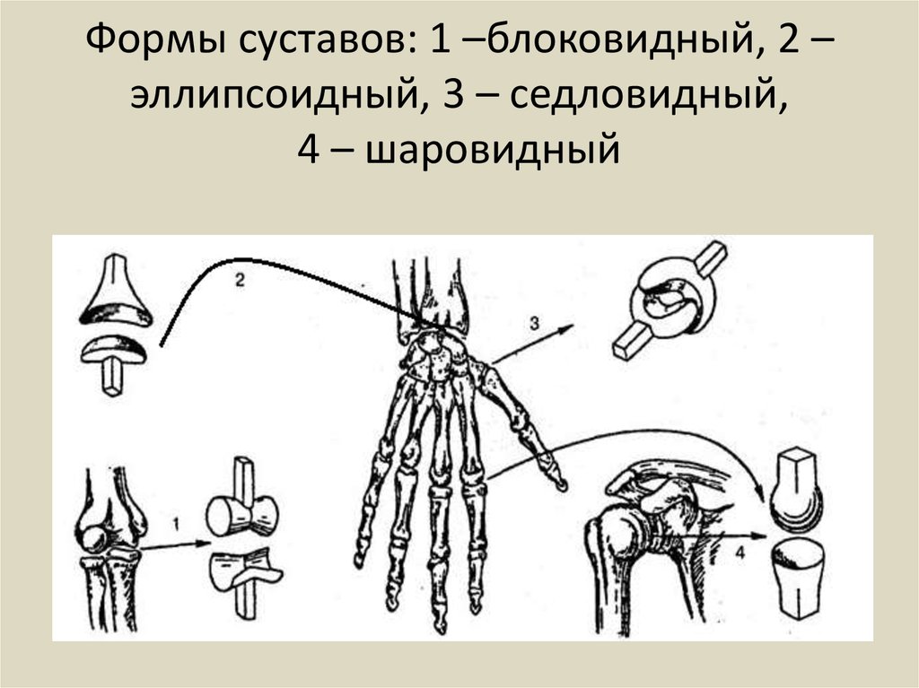 Группы суставов. Цилиндрический и блоковидный сустав. Блоковидная форма сустава. Седловидный и шаровидный суставы. Эллипсовидный сустав схема.