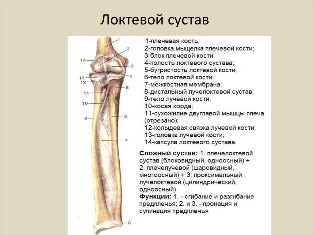 Соединения локтевой кости