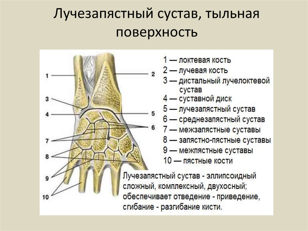 Кость запястья тип кости. Кости образующие среднезапястный сустав. Среднезапястный сустав связки. Лучезапястный сустав анатомия строение. Среднезапястный сустав образован костями.
