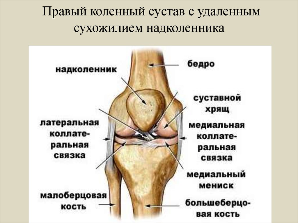 Медиальный бедренный мыщелок. Схема связок коленного сустава анатомия. Коленная чашечка строение анатомия. Анатомия связок мениска коленного сустава. Межменисковые связки коленного сустава.