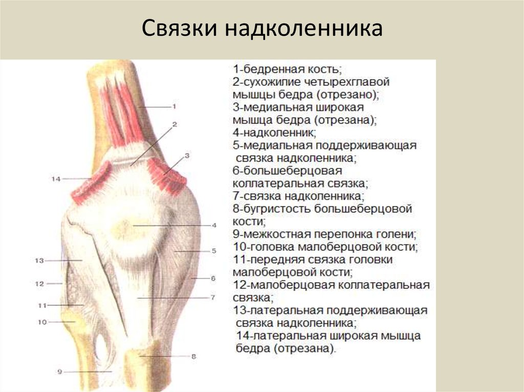 Связки определение. Поддерживающие связки надколенника анатомия. Связки надколенника анатомия. Латеральная поддерживающая связка надколенника. Коленный сустав анатомия связки надколенника.