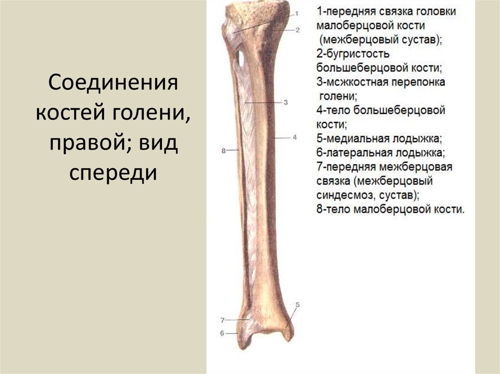 Кости голени соединения. Соединения косией колени. Анатомия голени кости анатомия. Голень большеберцовая кость и малоберцовая. Соединение малоберцовой и большеберцовой кости.