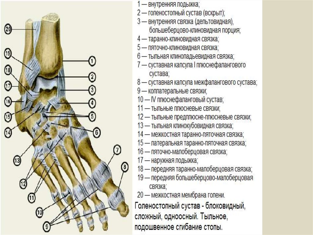 Голеностопный сустав образуют. Голеностопный сустав анатомия строение мышцы. Голеностопный сустав анатомия строение кости. Голеностопный сустав анатомия схема строения. Связки лодыжки анатомия.