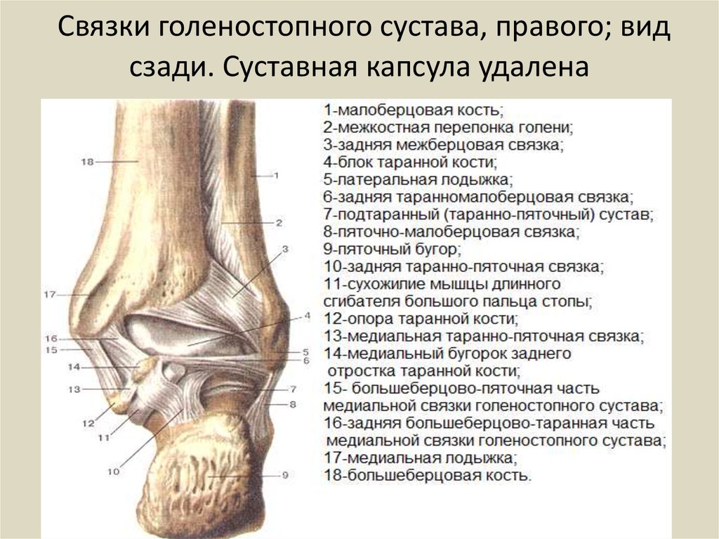 Голеностопный сустав образован костями. Голеностопный сустав анатомия строение кости. Капсульно-связочный аппарат голеностопного сустава. Суставная капсула голеностопного сустава. Голеностопный сустав анатомия суставная капсула.