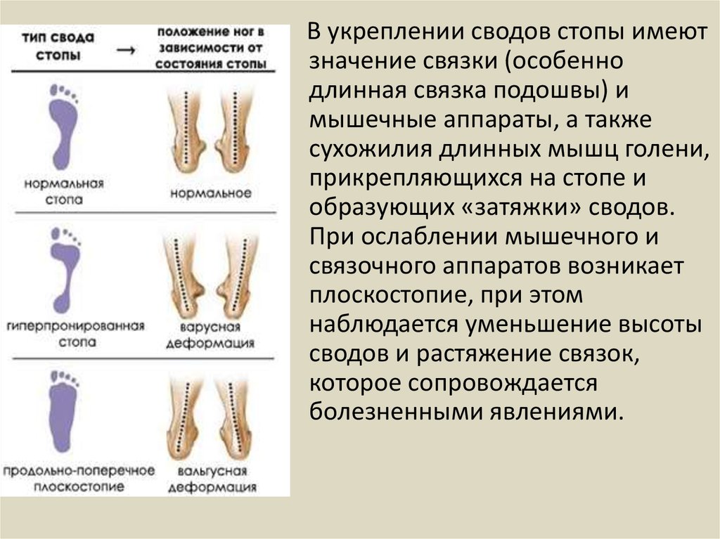 Поперечный свод стопы мышцы