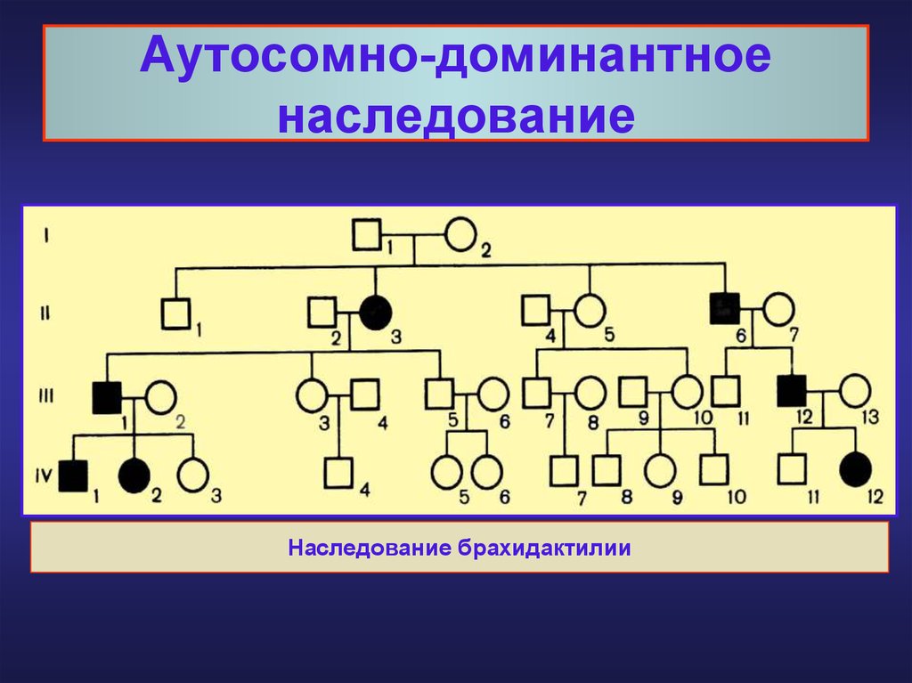 Аутосомное наследование. Родословная семьи с брахидактилией. Аутосомно доминантное наследование схема. Аутосомно-доминантное наследование родословная. Родословная по аутосомно-доминантному типу.