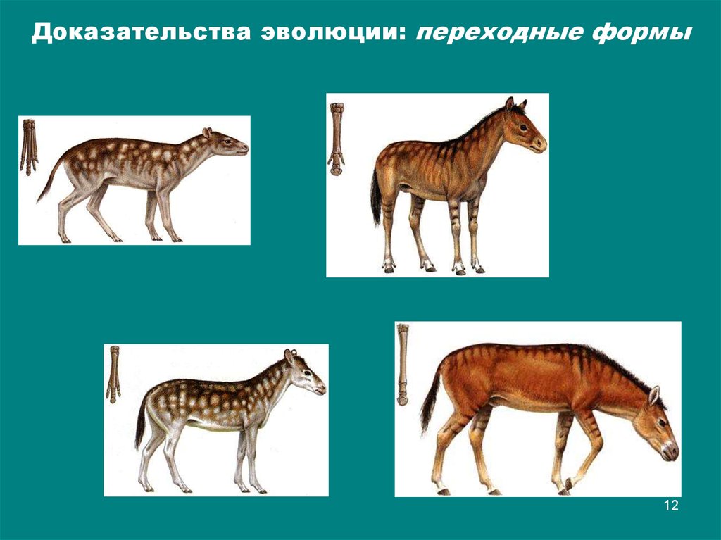 Переходные формы доказательства. Переходные формы доказательства эволюции. Переходные формы Тип доказательства эволюции. Доказательства эволюции картинки. Причины возникновения переходных форм животных.