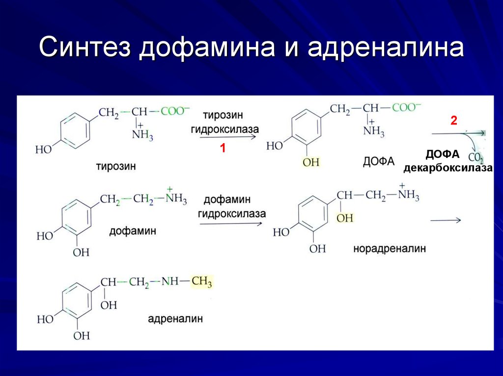 Схема синтеза дофамина