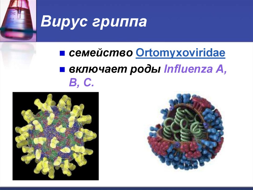 Вирус гриппа семейство. Вирус гриппа. Вирус гриппа род семейство. Вирус гриппа презентация. Вирус гриппа семейство род вид.