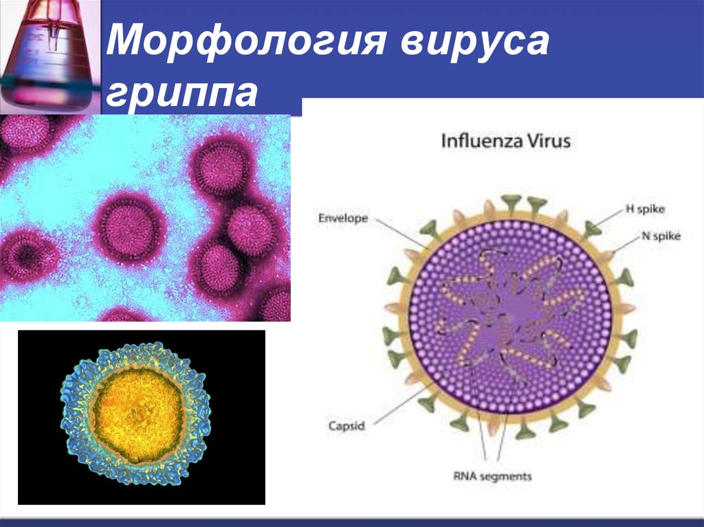 Состав гриппа. Морфологию вириона вируса гриппа. Вирус гриппа морфология микробиология. Возбудитель гриппа морфология. Строение вируса гриппа микробиология.