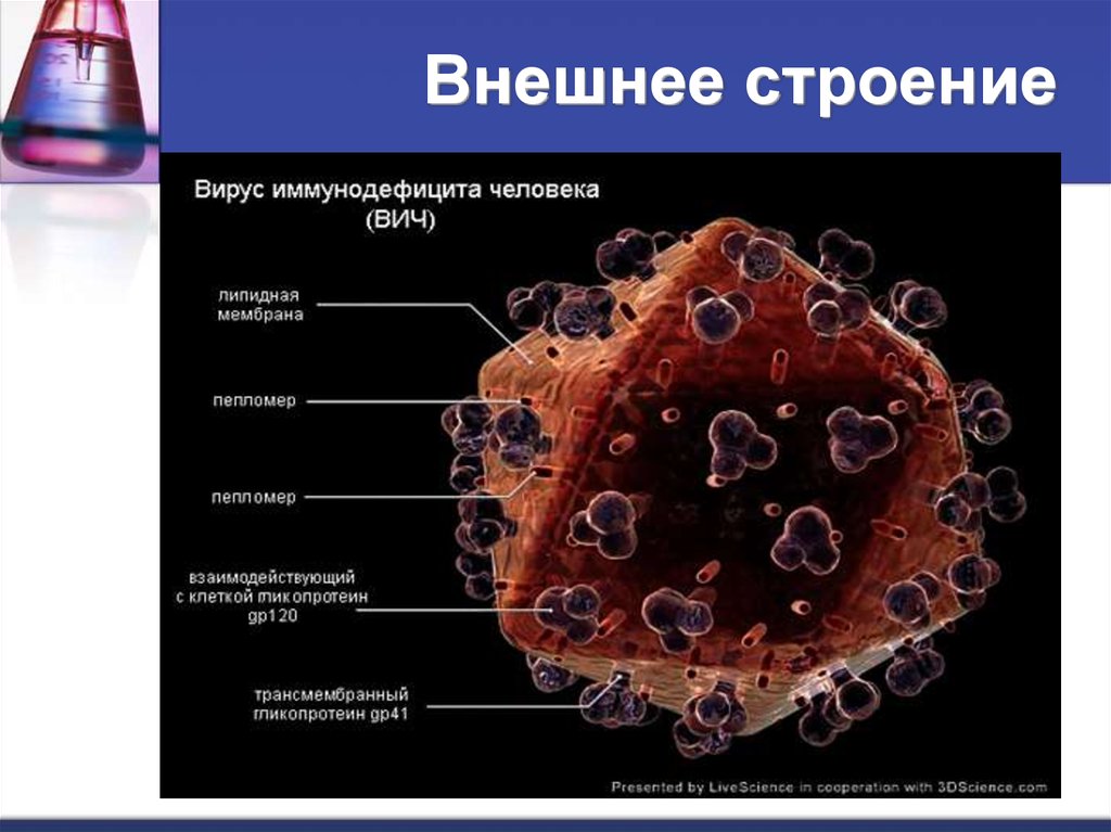 Вирусы 7. Вирус оспы строение. Вирусы ЕГЭ презентация. Пепломеры. Пепломеры вирусов это.