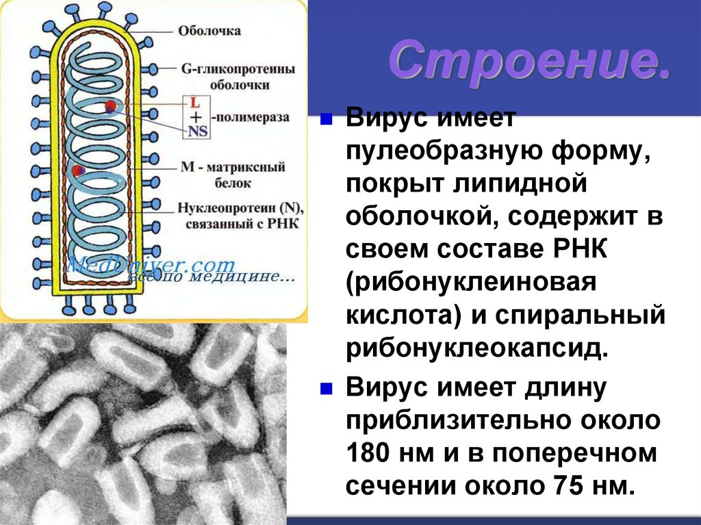 Вирусы имеют. Строение РНК вируса. Строение мембраны вирусов. Строение вируса гликопротеины. Липидная оболочка вируса.