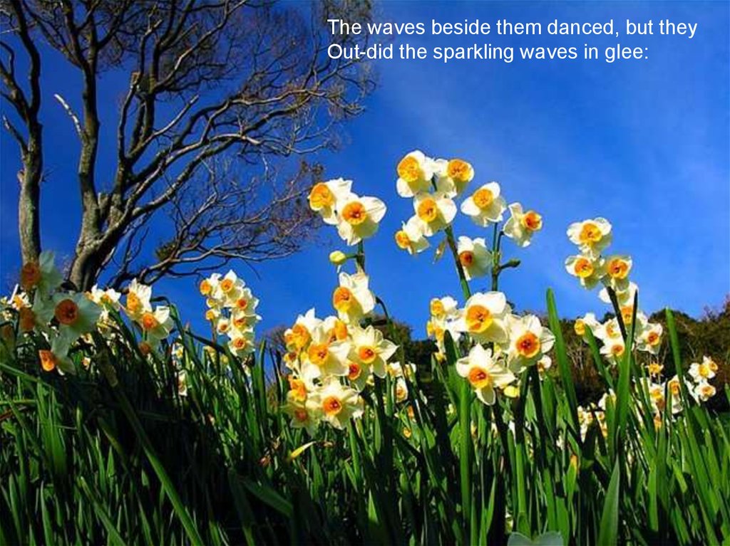 wordsworth daffodils